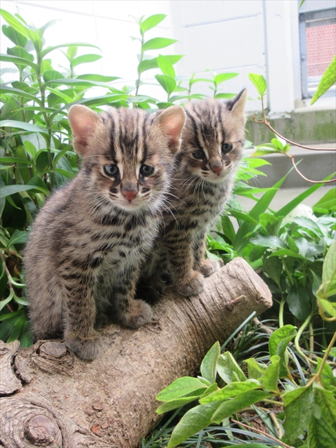 会いに来てねー ツシマヤマネコの双子ちゃん、京都市動物園で特別公開 子どもの展示は日本初 - ねとらぼ