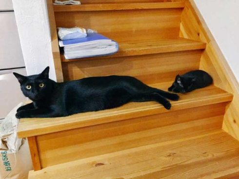 果たして2階に進めるかニャ 突破させる気がない黒猫ちゃんたちの縦並びガードが鉄壁のかわいさ ねとらぼ