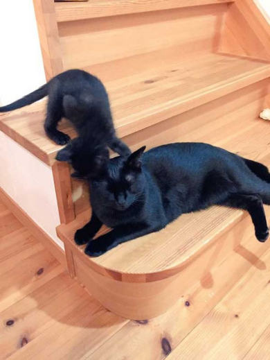 黒猫 階段 防御 倒す 3匹