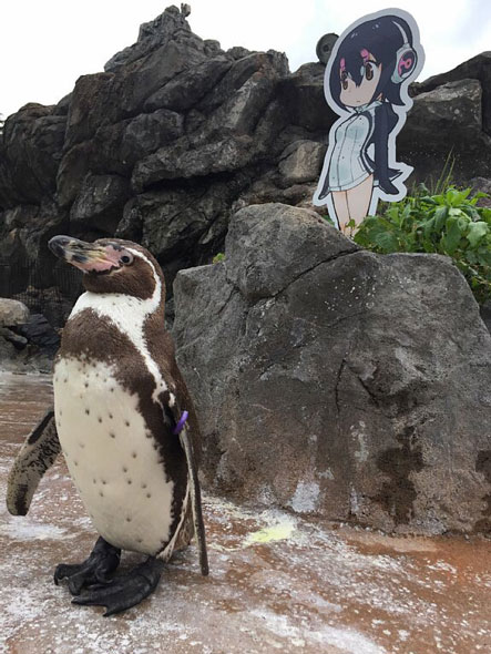 二次元に恋したペンギン ことグレープくん 天国へ けもフレキャラのパネルから離れない姿が人気に ねとらぼ