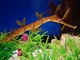 日本の水族館初！　池袋・サンシャイン水族館で超珍しいタツノオトシゴの仲間「リボンドパイプフィッシュ」を展示