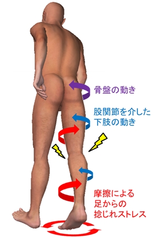 東京農工大学、股関節の柔らかさが足への負担を左右すると発見　予防・リハビリへの応用に期待