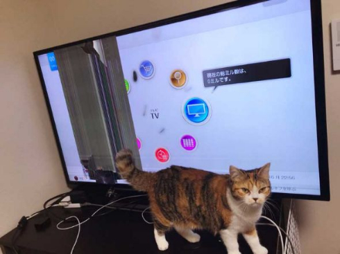猫 テレビ 壊す