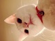 「もしもし、ネコです」　代わる代わるiPhoneをのぞき込むビデオ通話ネコちゃんが眼福