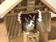 猫ちゃんが御神体の「ダンボール神社」に参拝希望の声上がる　「御神体かわいすぎる」「御利益ありそう」
