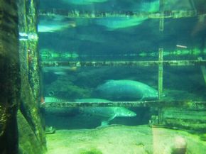 鹿児島　水族館　かごしま水族館　沈黙の海　何もない　水槽　怖い　考える