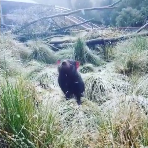 黒い体に白い雪 タスマニアデビルのギャップがかわいい ねとらぼ