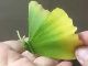 イチョウの葉で作った「蝶」が想像以上の完成度……！　落ち葉1枚で簡単にできる作り方が話題に