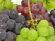 この執念を見よ　市場に出回っている葡萄を網羅した“葡萄の家系図”がすごい