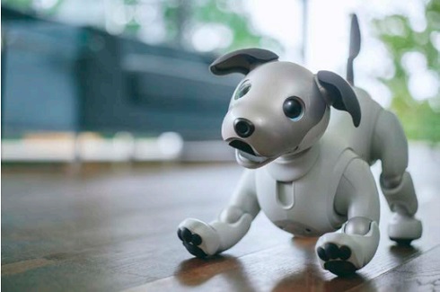 aibo