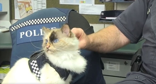 ニュージーランド警察猫