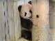 おてんば娘になってきた　上野動物園のジャイアントパンダ・シャンシャン　生後140日に