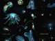 イカやクラゲやプランクトン、海の浮遊生物の美しい写真図鑑発売