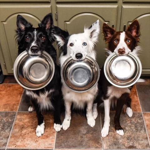 Border Collies