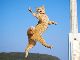 バレエ・カンフー・スタンド使い　アグレッシブすぎる猫写真集の第2弾『のら猫拳キッズ』が登場