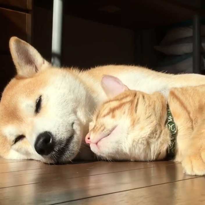 幸せはここにあったんだ 仲良しな柴犬と猫ちゃんの 理想の添い寝 姿がいつまでも見てられるかわいさ ねとらぼ