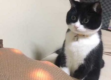 マッサージクッション 中に何か 猫 見た 表情 顔