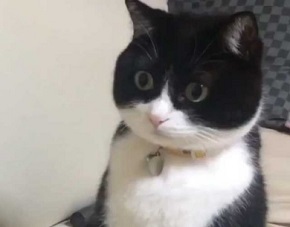 マッサージクッション 中に何か 猫 見た 表情 顔
