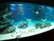 サンシャイン水族館で大水槽の9割にあたる魚が大量死　原因は酸欠か