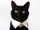 金ボタン付きの付け襟風首輪はいかが？　正装姿のお猫さまがスタイリッシュきゃわわ！