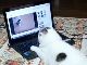 猫動画マジ最高ニャ〜　YouTubeを見る猫ちゃんのごろ寝が休日のぼくらにそっくり