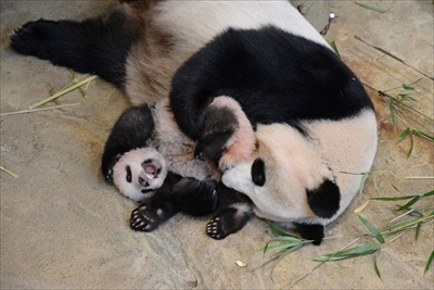 上野動物園ジャイアントパンダ