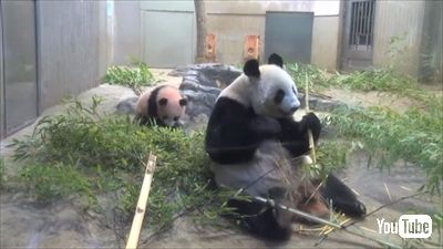 上野動物園ジャイアントパンダ