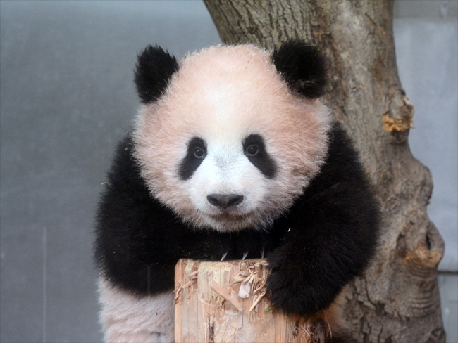 木登り上手になったでしょー 上野動物園のジャイアントパンダ 