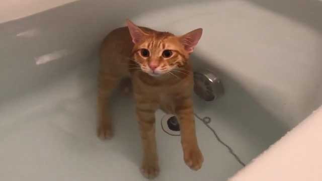 お風呂をゆったり楽しむ猫ちゃんだと お湯につかったまま気持ちよさそうにウトウトする姿が目撃される ねとらぼ