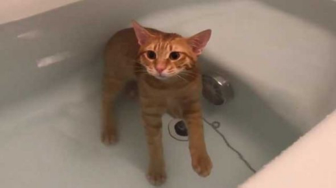 お風呂をゆったり楽しむ猫ちゃんだと お湯につかったまま気持ちよさそうにウトウトする姿が目撃される ねとらぼ