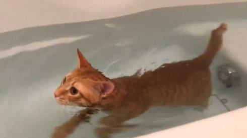 猫 お風呂 好き