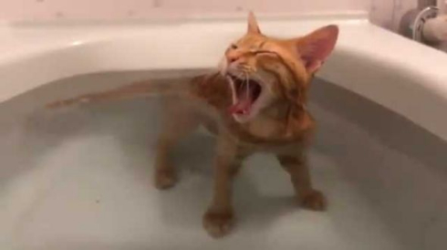 猫 お風呂 好き
