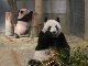 会える日が決まったよー　上野動物園のジャイアントパンダ・シャンシャン　12月19日から公開