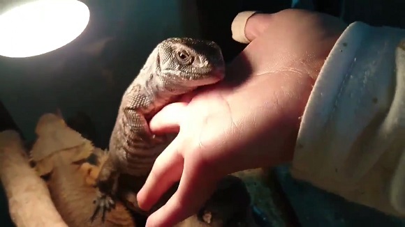 もう離れないんだもん ぴったりくっついて離れないトカゲさんの表情が愛らしい ねとらぼ