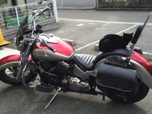 バイク 猫 平和 解決 座布団