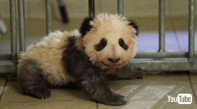 ボーヴァル動物園パンダの赤ちゃん