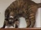一度見たら忘れられない？　ひねりの利いたオモシロポーズを披露する猫ちゃんが謎かわいい
