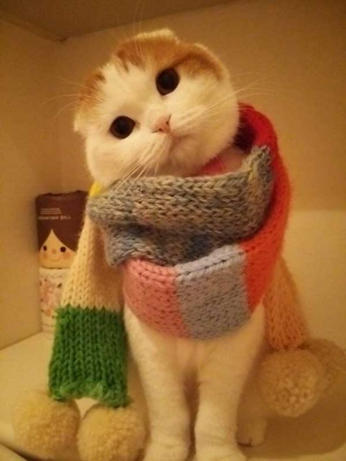 猫 あたたまり方 ファンヒーター 冬