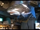 夜の新宿をサメが舞う　「東京国際サメ映画祭」現地レポート