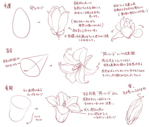 梅や桜 ボタンにバラ 花を描くコツをまとめた図説が参考になると