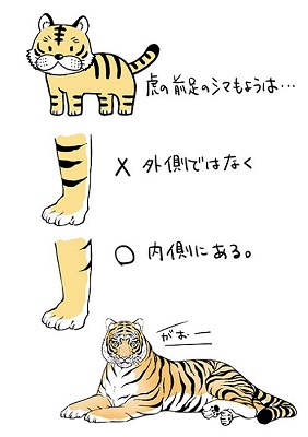 虎の前足のシマ模様は内側にある 描いて気付いたイラスト手法について専門家に聞いてみた ねとらぼ