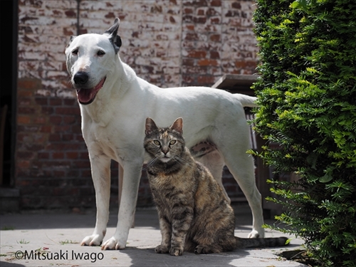 ネコとイヌがこんなに仲よし 岩合光昭さんの新作写真展 ねこといぬ 12月23日から池袋西武で開催 ねとらぼ