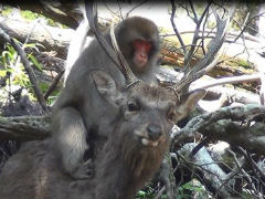 メスのサルがシカに対して性的な行動、箕面で観察される カナダの