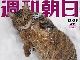 『週刊朝日』が丸ごと1冊ネコ特集　岩合光昭さん撮影のネコちゃんが表紙とカレンダーに