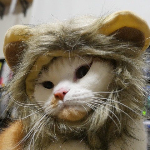 ライオン猫