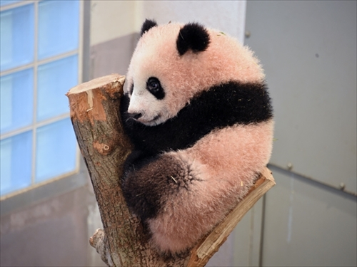 かけっこ早くなったでしょー 上野動物園 ジャイアントパンダ シャンシャンの近況を公開 ねとらぼ