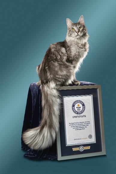 ギネス世界記録 世界一シッポが長い猫 と 世界一背が高い猫 火事で天国へ ねとらぼ