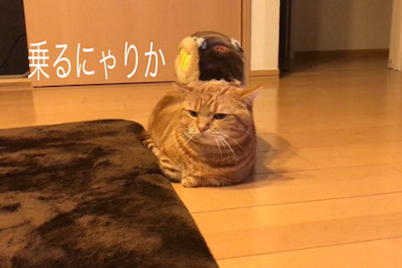 出発進行にゃ ネコバスになった短足猫ちゃんがかわいい ねとらぼ