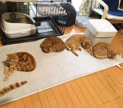 猫 家族 並ぶ ファミリー Instagram