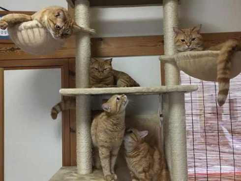 猫 家族 並ぶ ファミリー Instagram